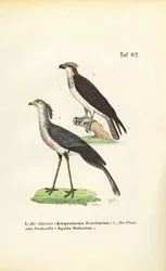 Sekretarz Bird i Osprey
