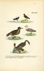 Storm Petrel, Great Skua, Albatros i gęś zbożowa