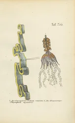 Venus Girdle i Bladderwort