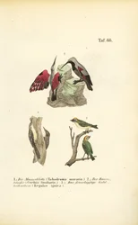 Wall Creeper, Tree Creeper i Firecrest