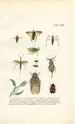 Owady wodne i inne insekty