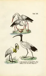Bocian biały, łyskacz i ibis święty
