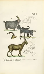 Dzikie kozy i gatunki kóz ze szczegółami anatomicznymi