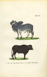 Zebu i Bawół