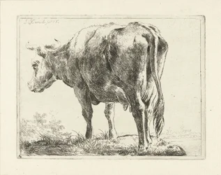 stojąca krowa