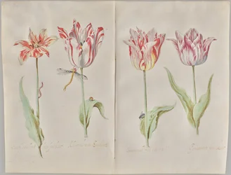 Cztery tulipany