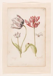 Dwa tulipany z owadami