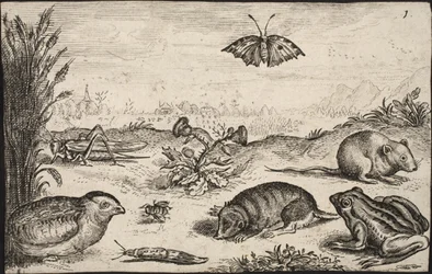 Małe zwierzęta i owady: konik polny, motyl, nornik polny, kuropatwa, pszczoła, ślimak, kret i żaba.