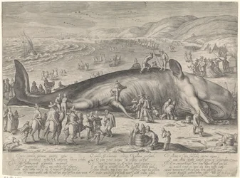 Wieloryb na mieliźnie w Berckhey, 1598