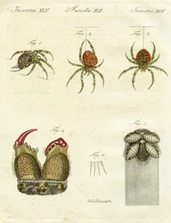 Ilustracja pająków, 1790 (ręcznie kolorowane grawerowanie)