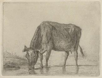 pijąca krowa