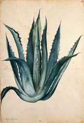 Wiekowa roślina (Agave americana) autorstwa Jacopo Ligozzi