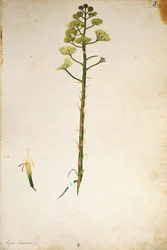 Wieczny kwiat rośliny (Agave americana) autorstwa Jacopo Ligozzi