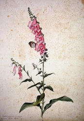 Zielnik: Digitalis purpurea z Papilio paphia