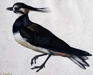 Tringa vanellus (Czajka) – Jacopo Ligozzi (1547-1627)