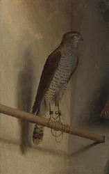 Krogulec
