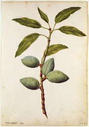 Migdał: Amygdalus communis, ok. 1568 r., autor: J. le Moyne de Morgue (ok. 1530-88)