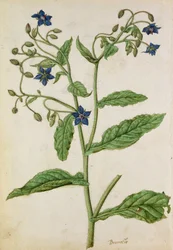 Ogórecznik lekarski: Borago officinalis, ok. 1568 r., autor: J. le Moyne de Morgue (ok. 1530-88)
