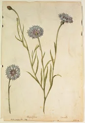 Chaber: Centaurea cyanus, ok. 1568, autor: J. le Moyne de Morgues (ok. 1530-88)