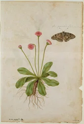 Stokrotka i malowany motyl damy, ok. 1568 r., autor: J. le Moyne de Morgues (ok. 1530-88)