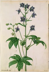 Delphinium: Staphisagria (Stavesacre), ok. 1568, autor: J. Le Moyne de Morgues (zm. 1588)