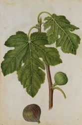 Figa: Figowiec, ok. 1568 r., autor: J.le Moyne de Morgues (ok. 1530-88)