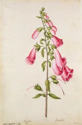 Naparstnica: Digitalis purpurea, ok. 1568 r., autor: J. le Moyne de Morgues (ok. 1530-88)
