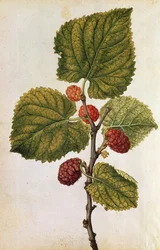 Morwa: Morus Nigra, ok. 1568 (litografia barwna)