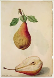 Gruszka: Pyrus communis, ok. 1568 r., autor: J. le Moyne de Morgues (ok. 1530-88)