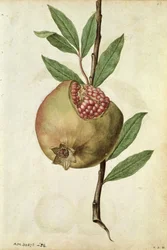 Granat: Punica granatum, ok. 1568, autor: J.le Moyne de Morgues (ok. 1530-88)