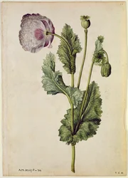 Mak: Opium (Papaver somniferum), ok. 1568 r., autor: J.le Moyne de Morgues (ok. 1530-88)