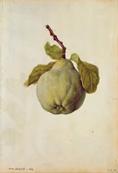 Pigwa: Cydonia vulgaris, ok. 1568 r., autor: J. le Moyne de Morgues (ok. 1530-88)