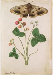 Truskawka: Dzika (Fragaria vesca) i samica ćmy cesarskiej, ok. 1568 r., autor: J.le Moyne de Morgues (ok. 1530-88)
