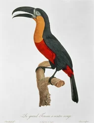 Giant Touraco, grawerowane przez Guyarda (kolorowe grawerowanie)