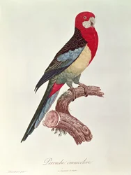 Wielobarwna papuga