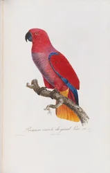 Premiere variete du Grand Lori, grawerowane przez Langlois, c.1801-05