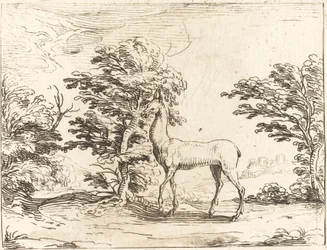Łania.