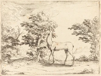 Łania