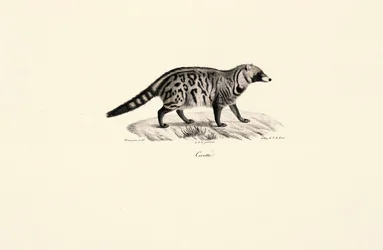 Cyweta afrykańska (Civettictis civetta)