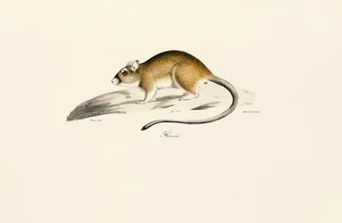 Gerbil afrykański