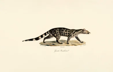 Afrykańska cyweta palmowa