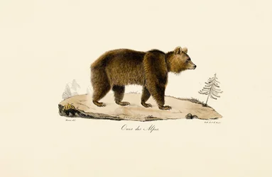 Alpejski niedźwiedź brunatny