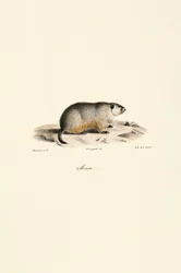 Alpine Marmot (wariant Monax)
