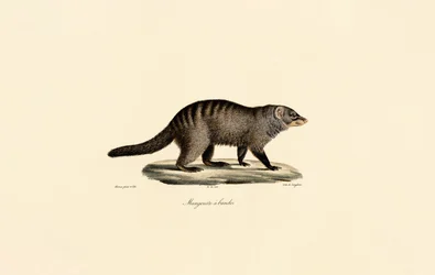 Mangusta pasiasta