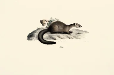 Bukowa kuna