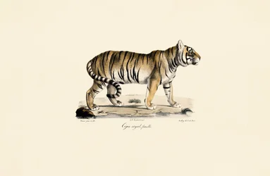 Tygrys bengalski (samica) w widoku z boku
