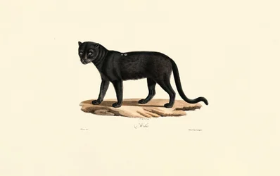 Czarny jaguar (Panthera onca)