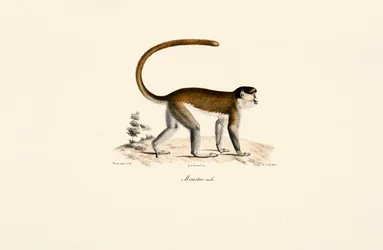 Niebieska małpa (Cercopithecus mitis)