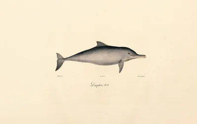 Delfin butlonosy (Tursiops truncatus)