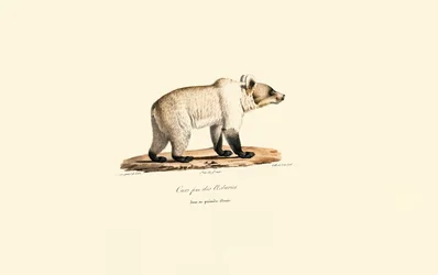 Niedźwiedź brunatny kantabryjski (Ursus arctos pyrenaicus)